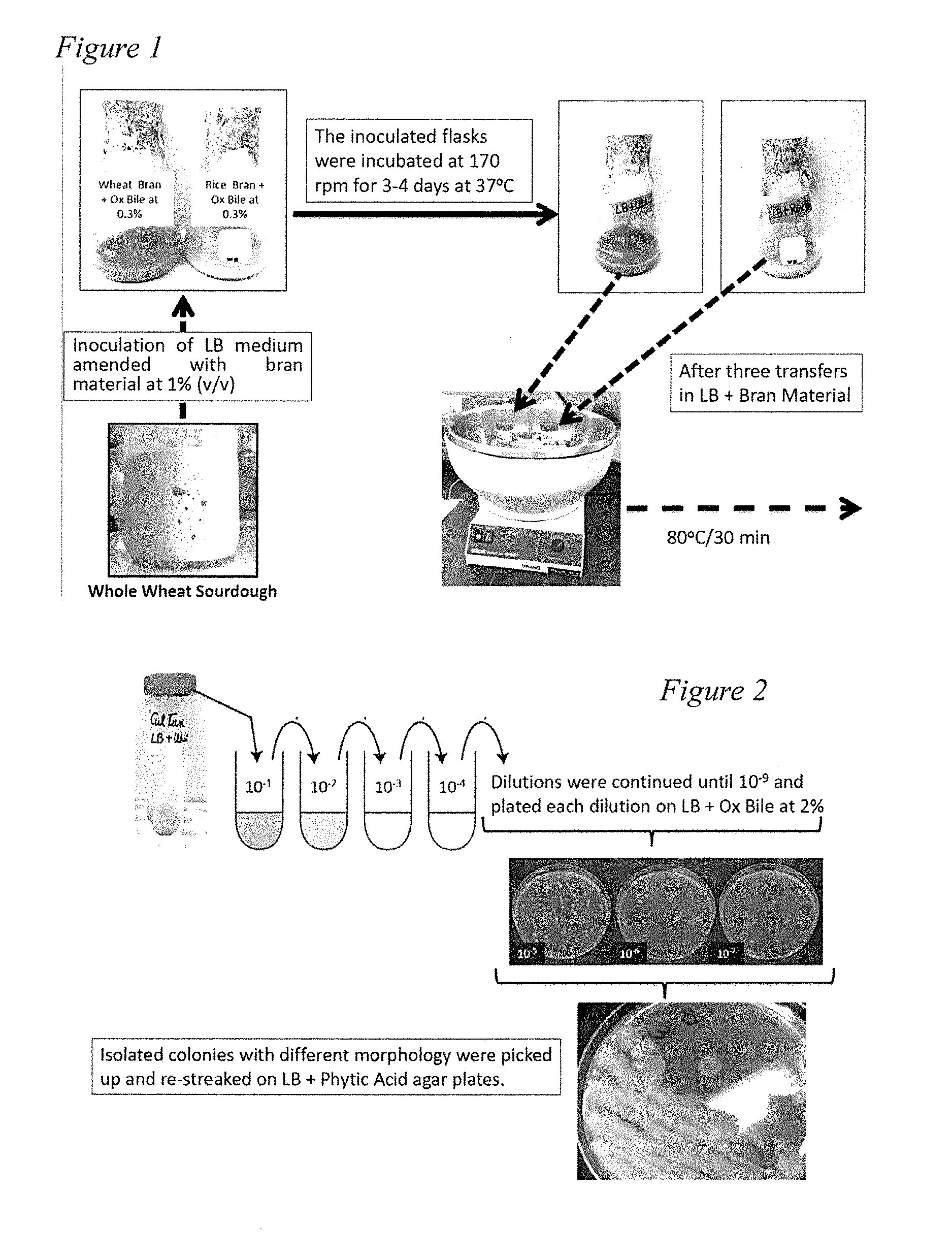 System and method for production of shelf stable probiotics for animal nutrition enhancement