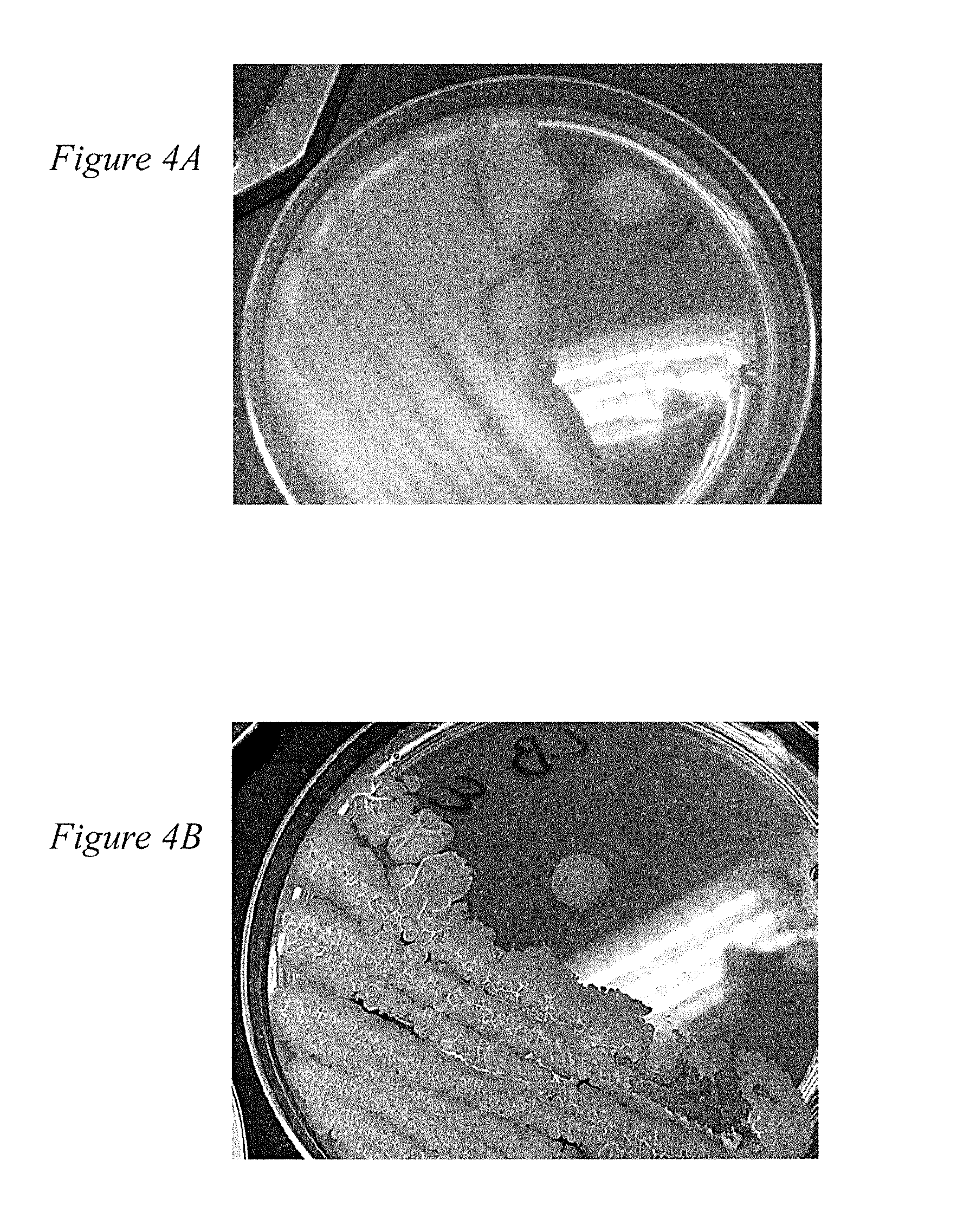 System and method for production of shelf stable probiotics for animal nutrition enhancement