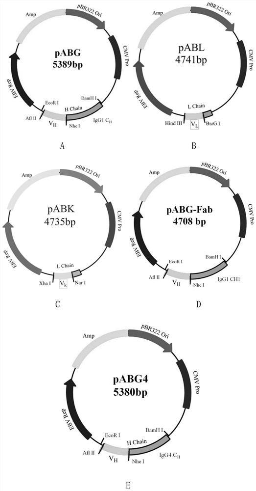 Humanized anti-human TIGIT antibody and application thereof