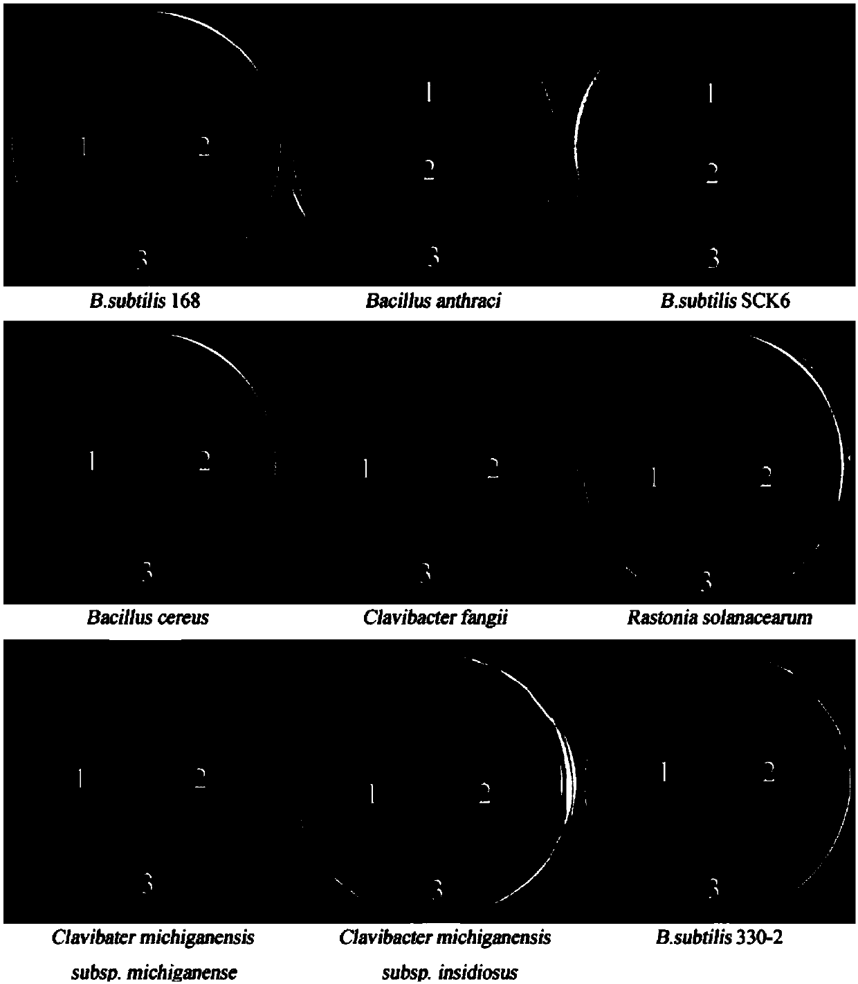 Garlic antimicrobial peptide AR117 and its application