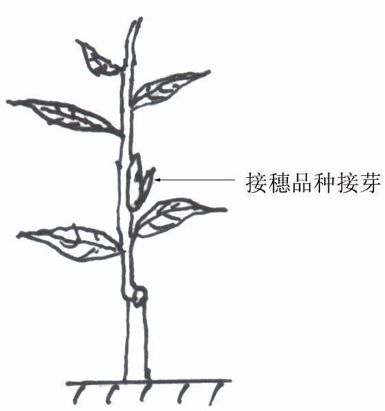 Method for controlling crown growth of peach tree by using inter stocks