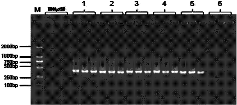 Human umbilical cord and placenta protection solution mycoplasma detection primer pair, kit and detection method thereof