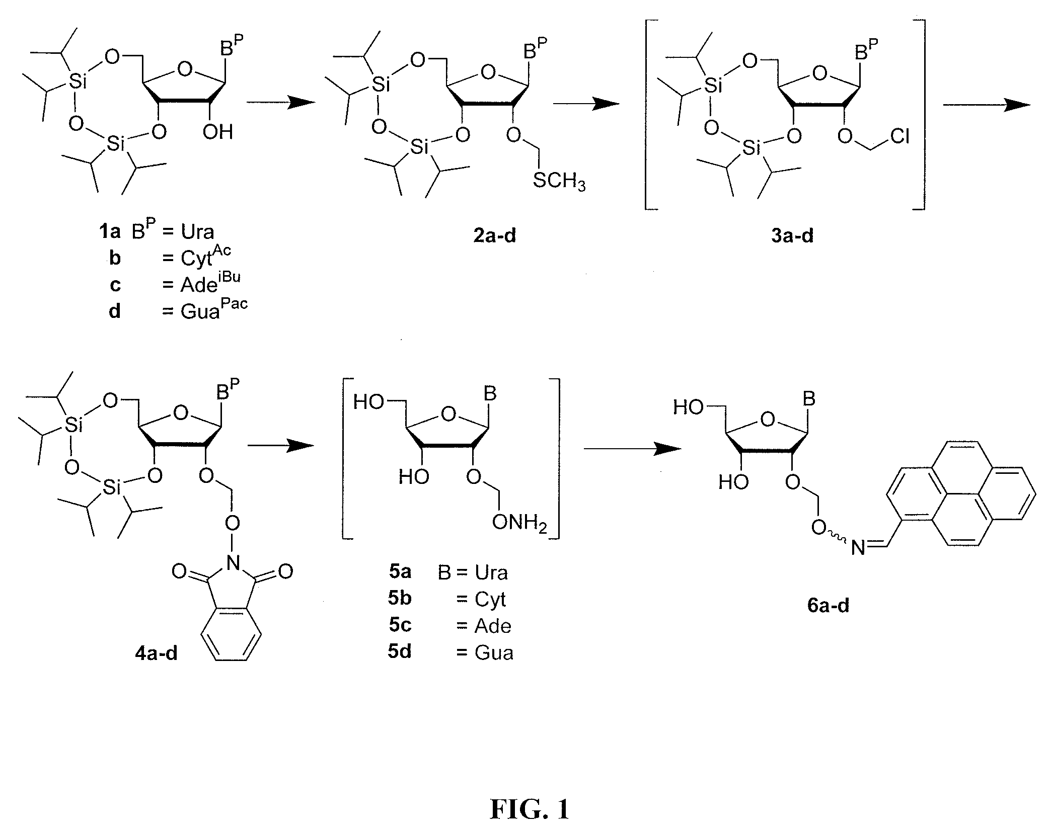 2′-O-aminooxymethyl nucleoside derivatives for use in the synthesis and modification of nucleosides, nucleotides and oligonucleotides