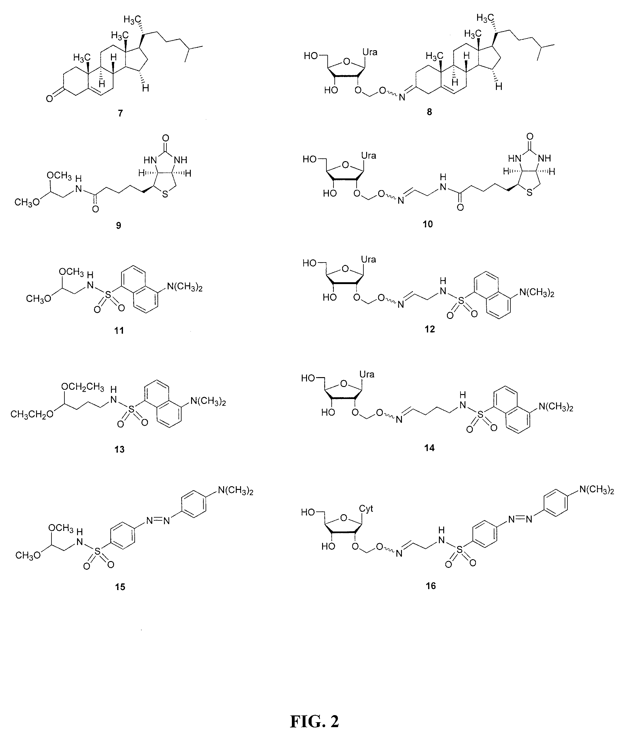 2′-O-aminooxymethyl nucleoside derivatives for use in the synthesis and modification of nucleosides, nucleotides and oligonucleotides