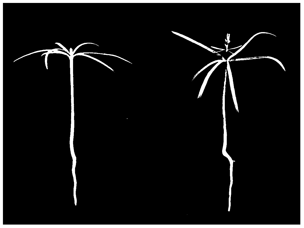 Method for separating, purifying and instantaneously and efficiently converting root, stem and leaf protoplasts of taxodium distichum