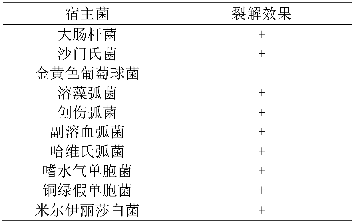 Bdellovibrio bacteriovorus freeze-dried powder preparation and application thereof