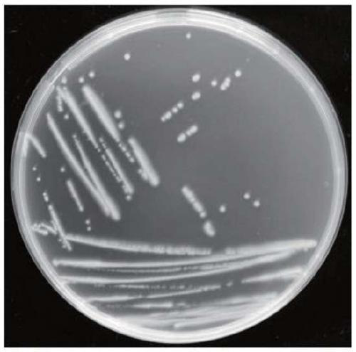 A microbial quorum sensing signal molecule degrading bacteria and its application in disease control