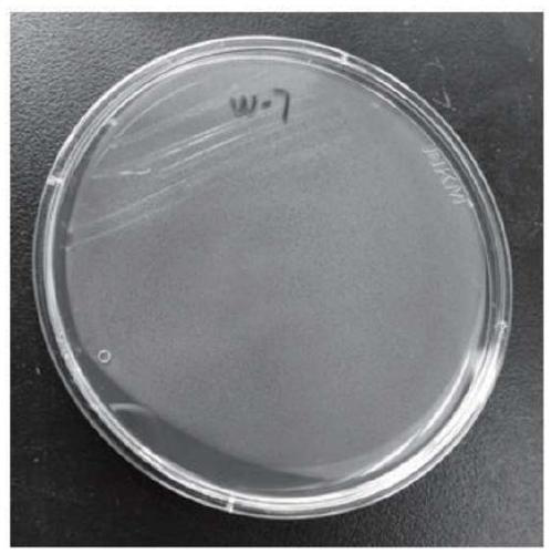 A microbial quorum sensing signal molecule degrading bacteria and its application in disease control