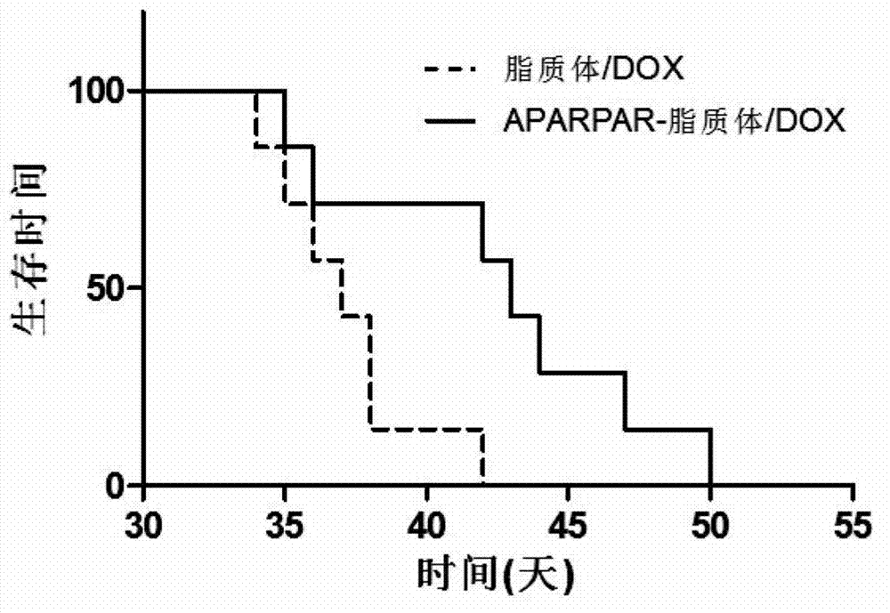 APARPAR polypeptide-modified invisible liposome and drug delivery system