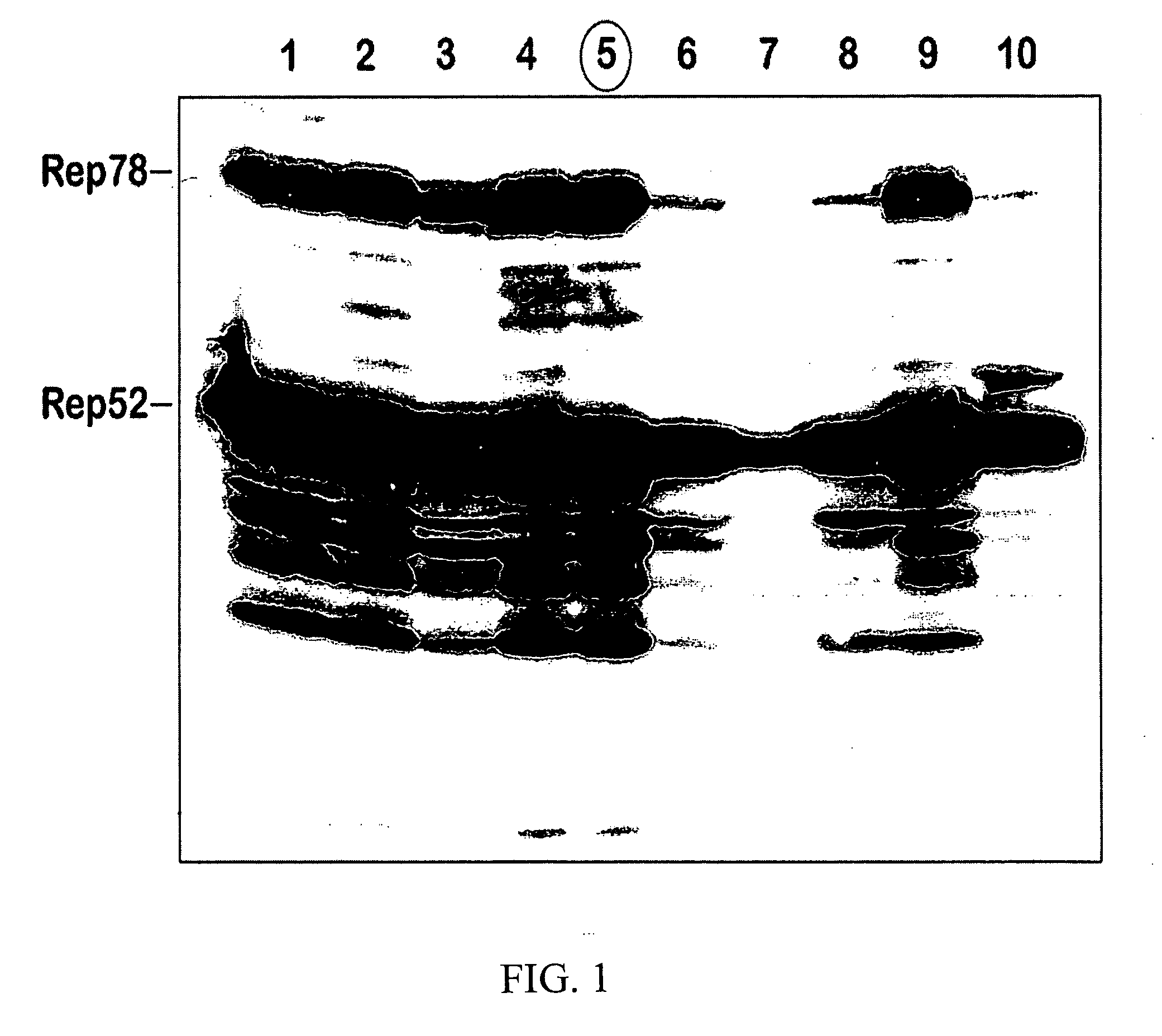 Modified baculovirus expression system for production of pseudotyped rAAV vector