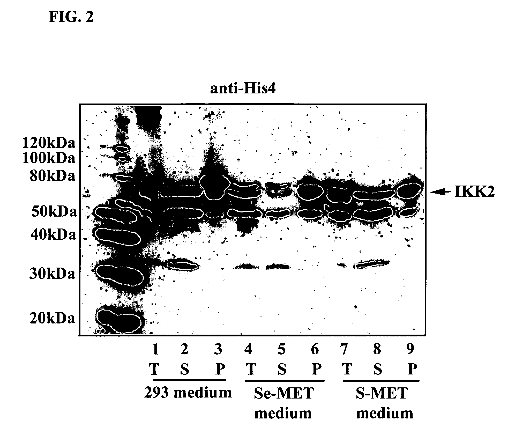 Methods of labeling transiently expressed proteins in large-scale eukaryotic cell cultures