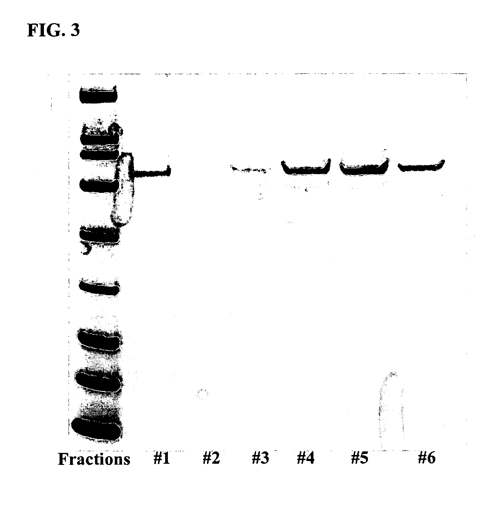 Methods of labeling transiently expressed proteins in large-scale eukaryotic cell cultures