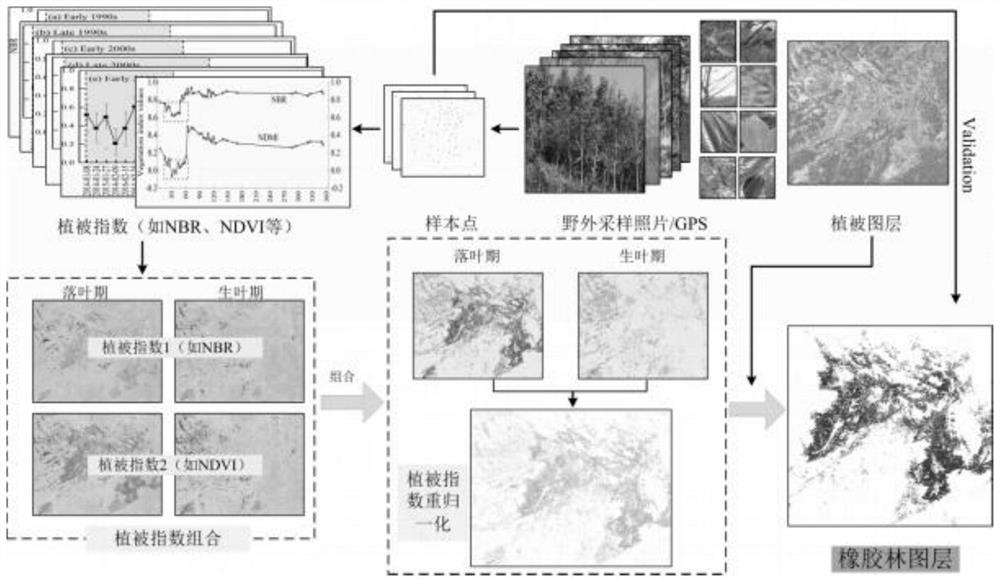 Regional rubber forest remote sensing identification method