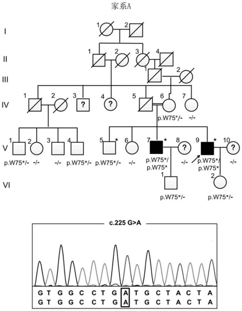 Human PFBC pathogenic gene MYORG with mutation at 1328th locus and application of human PFBC pathogenic gene MYORG