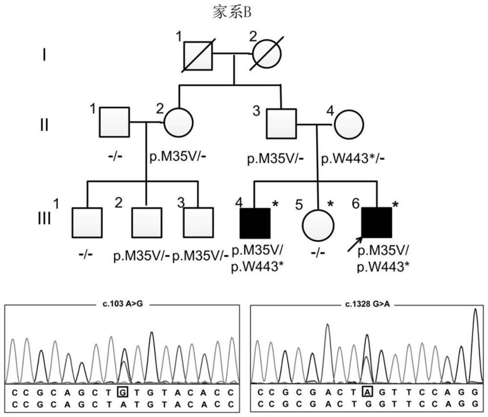 Human PFBC pathogenic gene MYORG with mutation at 1328th locus and application of human PFBC pathogenic gene MYORG