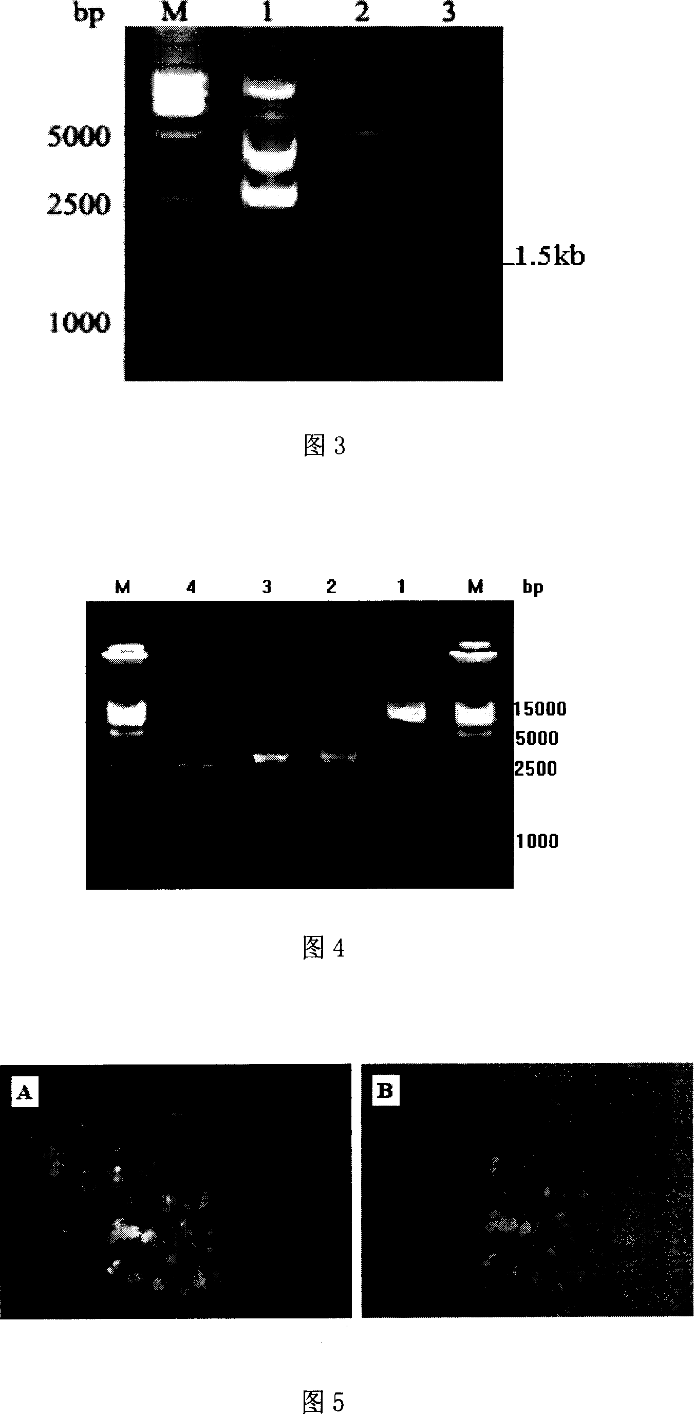 Duck adenovirus type 1 virus replication nonessential region fragment screening and its general transporter and recombination obtained therefrom