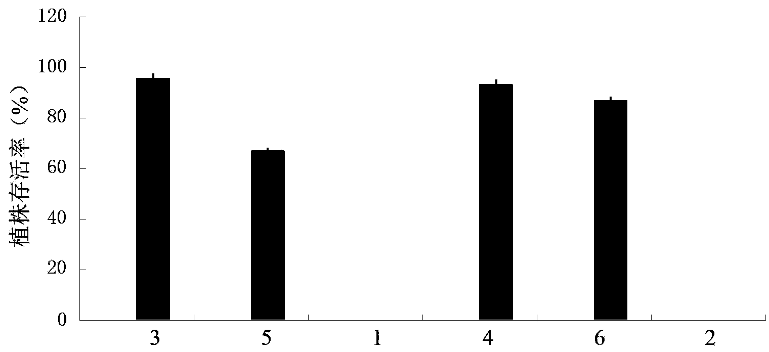 Bacterium for preventing and controlling banana wilt and application thereof