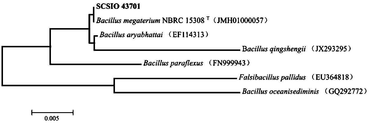 Ocean phosphorus-dissolving bacillus megaterium and application thereof