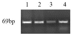 Typing method of resistance for resisting subgroup A avian leukosis virus by quality chicken