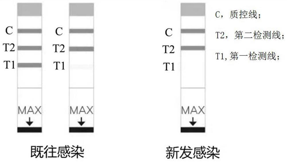 Test paper strip for rapidly distinguishing recent and long-term HIV infection states through serum HIV-1 antibody detection and preparation method thereof