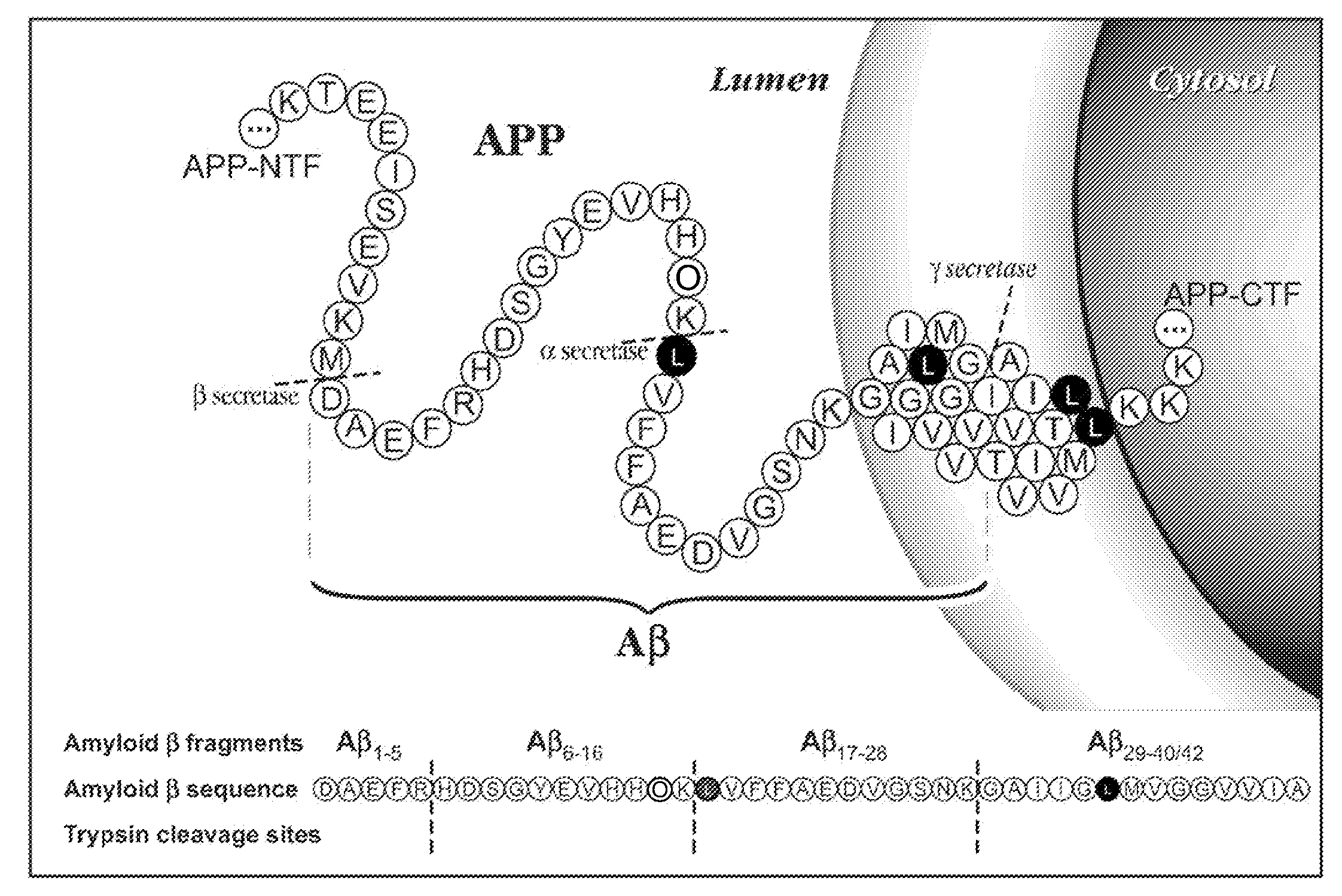 Methods for measuring the metabolism of CNS derived biomolecules in vivo