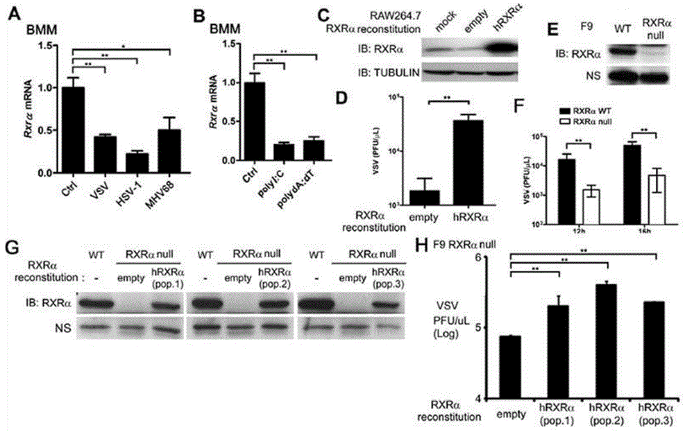 Method for inhibiting cellular expression of Ifn[beta], Isg15, Gbp-1, Oas2, Irf7, Isg20 and Ifn4