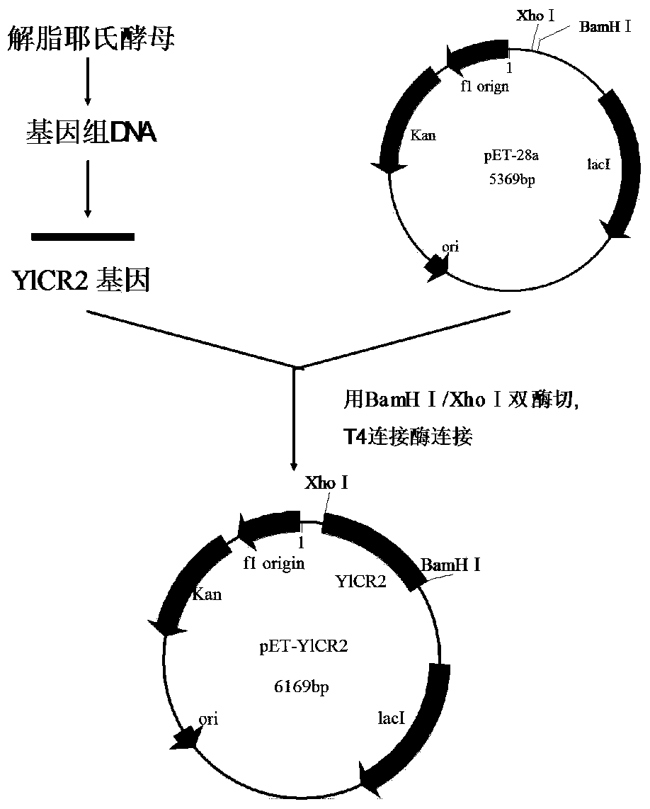 Application of carbonyl reductase gene, engineering bacteria containing the gene and method for catalyzing reduction reaction