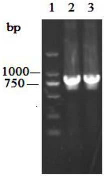 Application of carbonyl reductase gene, engineering bacteria containing the gene and method for catalyzing reduction reaction