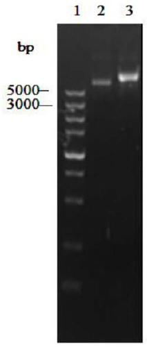 Application of carbonyl reductase gene, engineering bacteria containing the gene and method for catalyzing reduction reaction