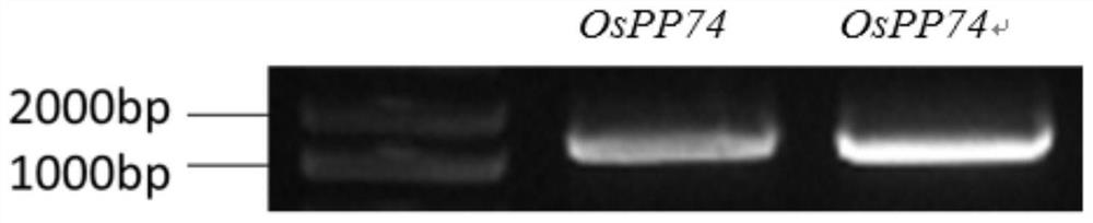 Application of protein phosphatase OsPP74 in improvement of phosphorus absorption of rice