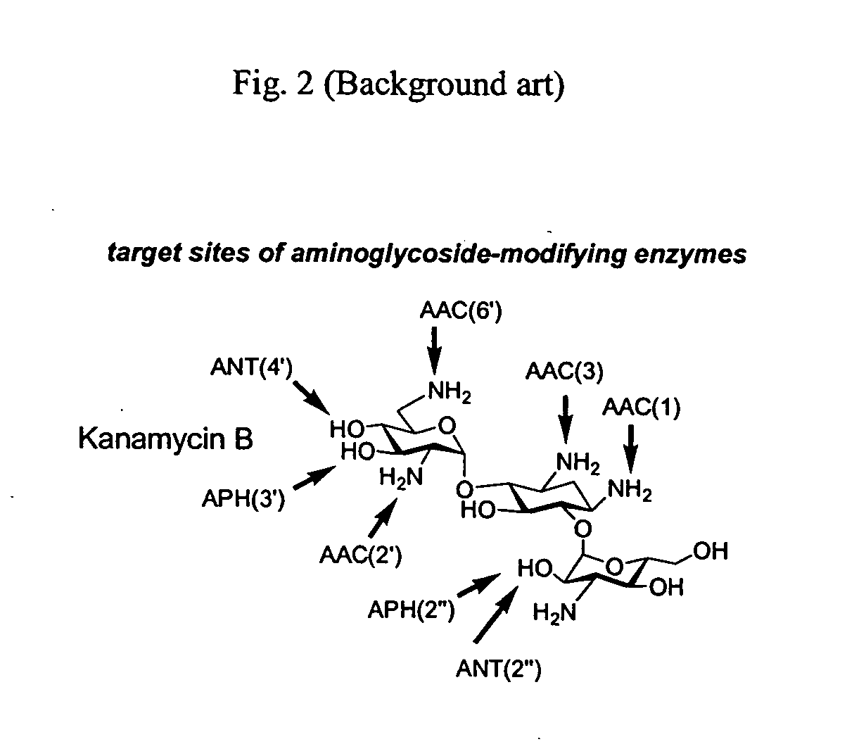 Bifunctional antibiotics for targeting rRNA and resistance-causing enzymes