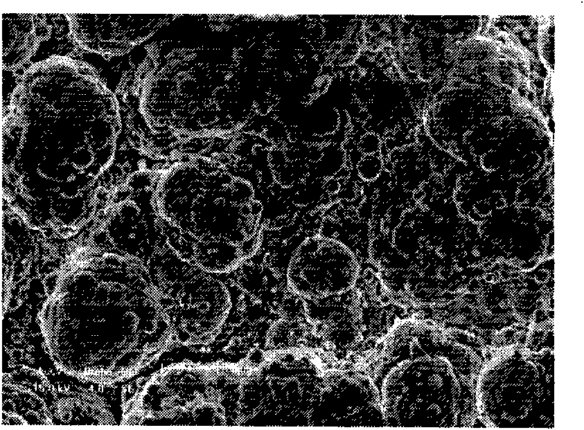 Preparation method of Ni-Cu-P/nano TiO2 chemical composite coating on surface of magnesium alloy