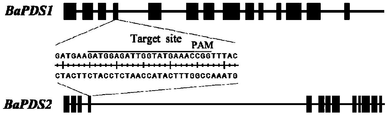 A high-efficiency preparation method for multiple member mutants of the same gene family of kale at the same time