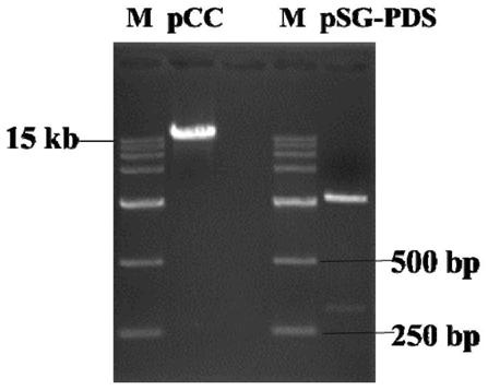 A high-efficiency preparation method for multiple member mutants of the same gene family of kale at the same time