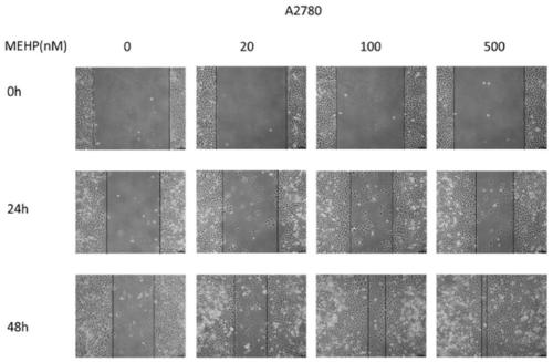 Application of long-chain non-coding RNA LINC00205 in preparation of reagent for diagnosing ovarian cancer or medicament for treating ovarian cancer