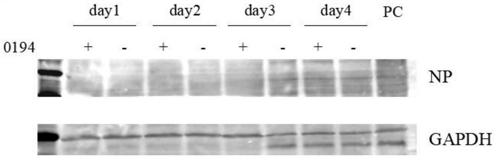 Application of compound AN-329 for inhibiting releasing and diffusing of hantavirus