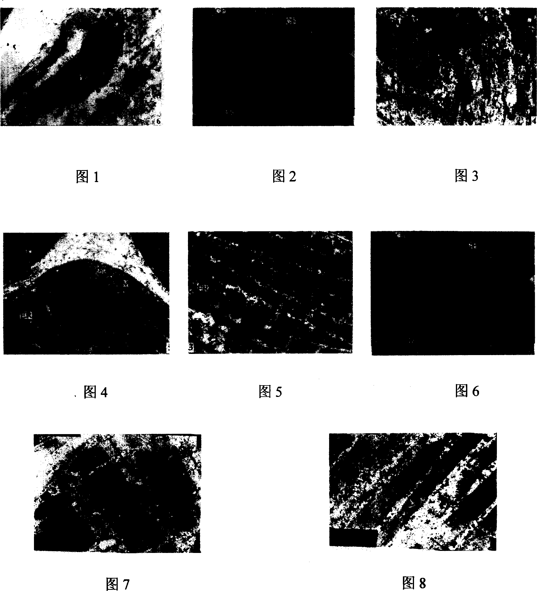 Nutrition extender for high vigor sport and method for preparing the same