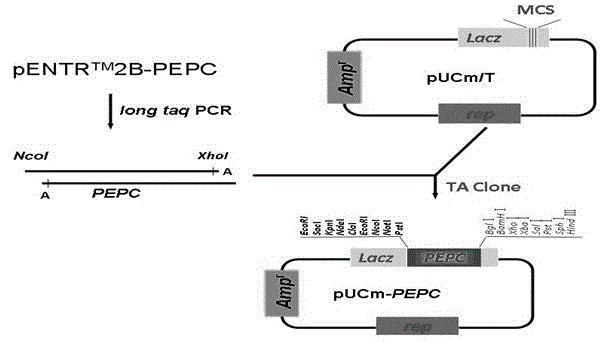 A carrier and construction method for improving plant aluminum tolerance