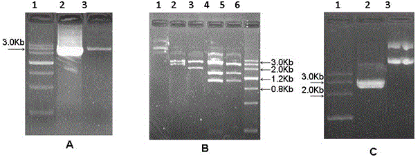 A carrier and construction method for improving plant aluminum tolerance