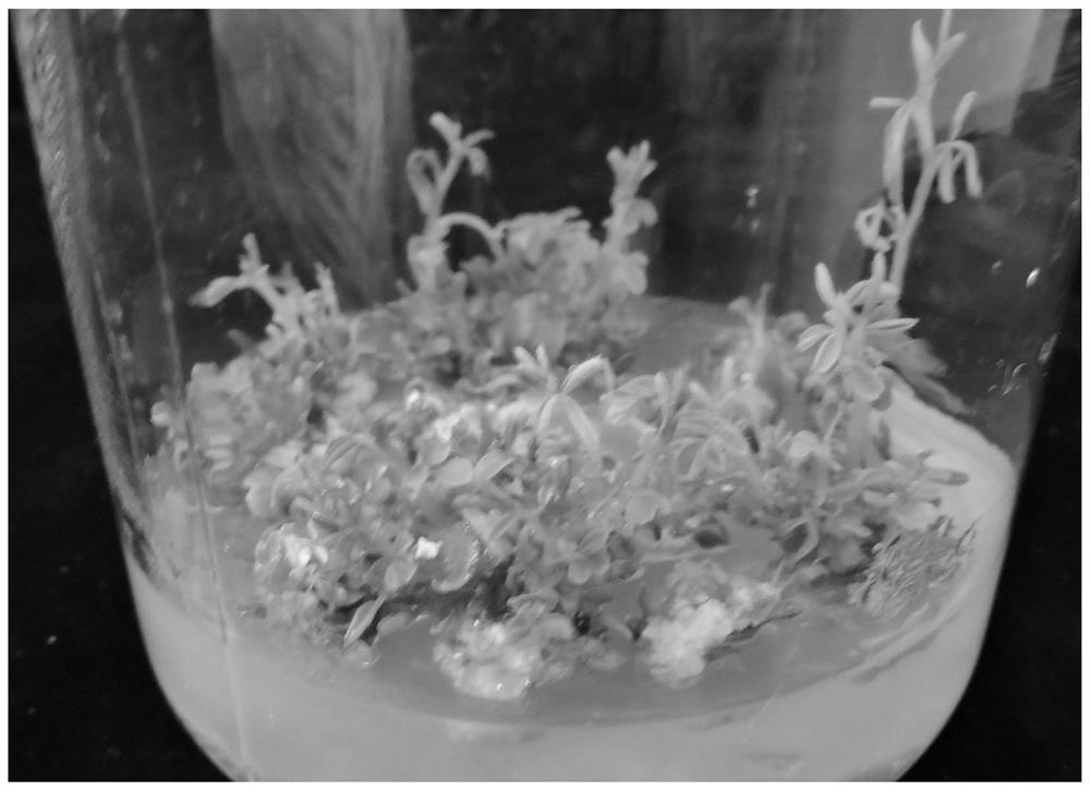 Industrialized tissue culture and rapid propagation method for astragalus membranaceus