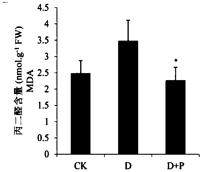 Application of progesterone as drought-resistant agent for crops and method for improving drought resistance of crops