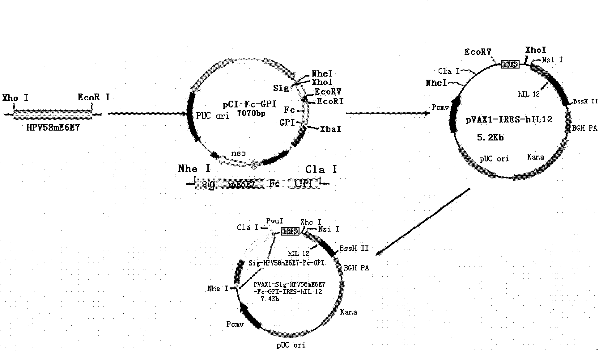 hpv58 type e6/e7 fusion gene and therapeutic compound gene vaccine