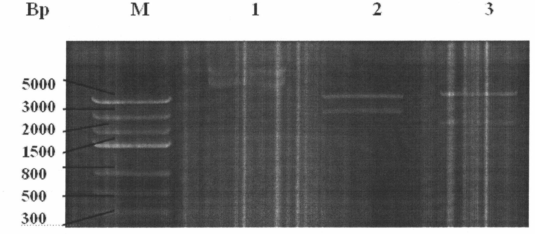 hpv58 type e6/e7 fusion gene and therapeutic compound gene vaccine