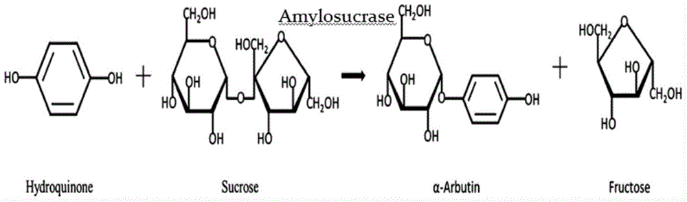 Gene engineering bacteria producing alpha-arbutin and construction method and application of gene engineering bacteria