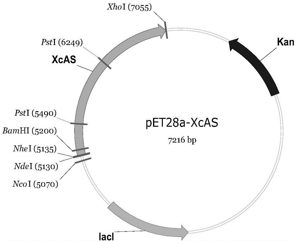 Gene engineering bacteria producing alpha-arbutin and construction method and application of gene engineering bacteria