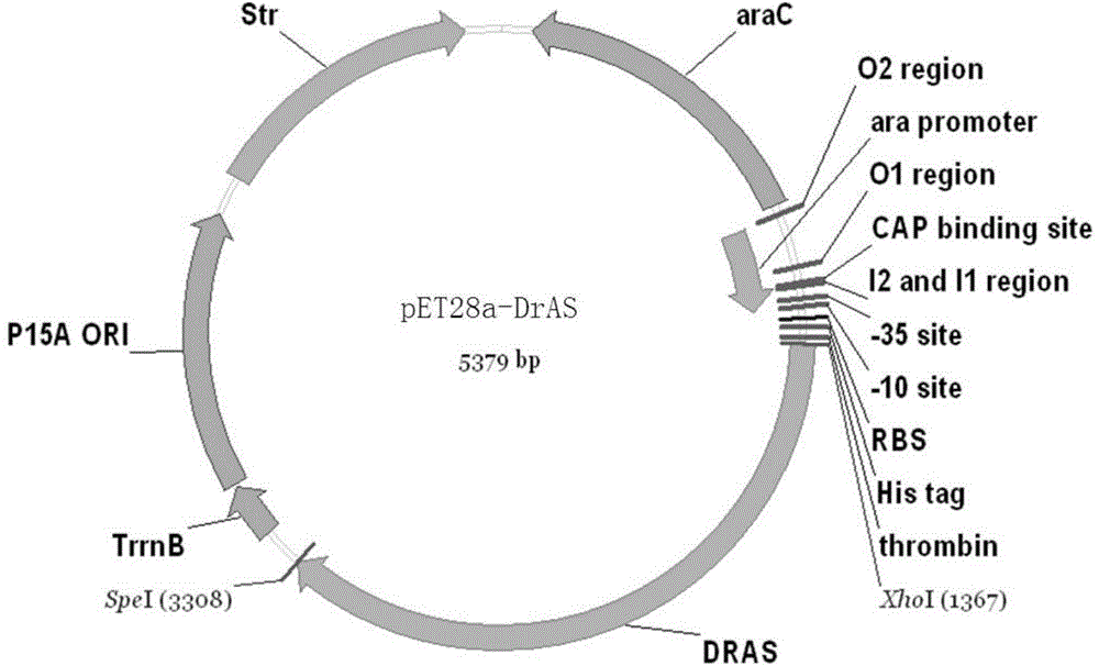 Gene engineering bacteria producing alpha-arbutin and construction method and application of gene engineering bacteria