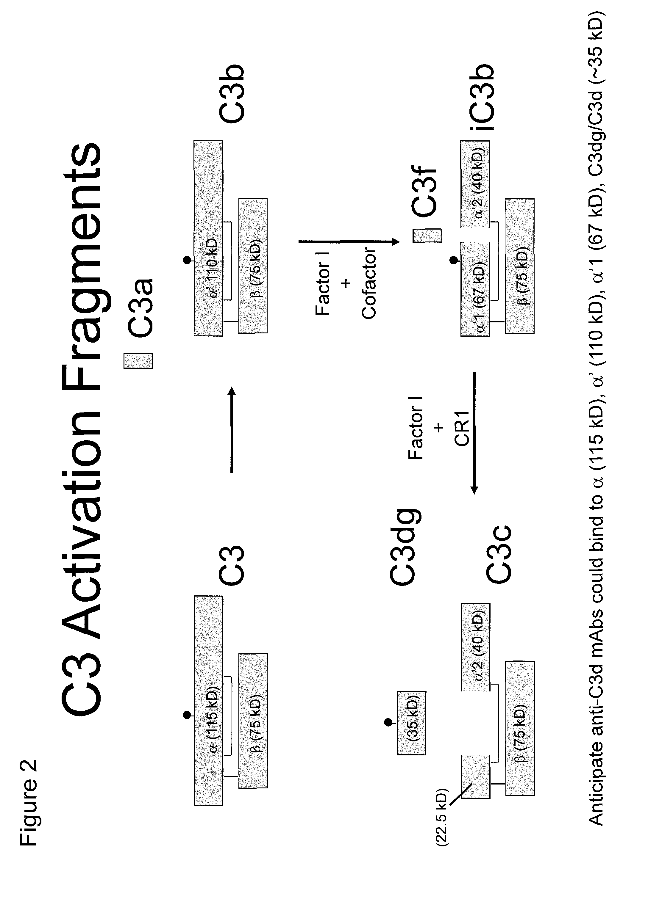 Antibodies to the c3d fragment of complement component 3