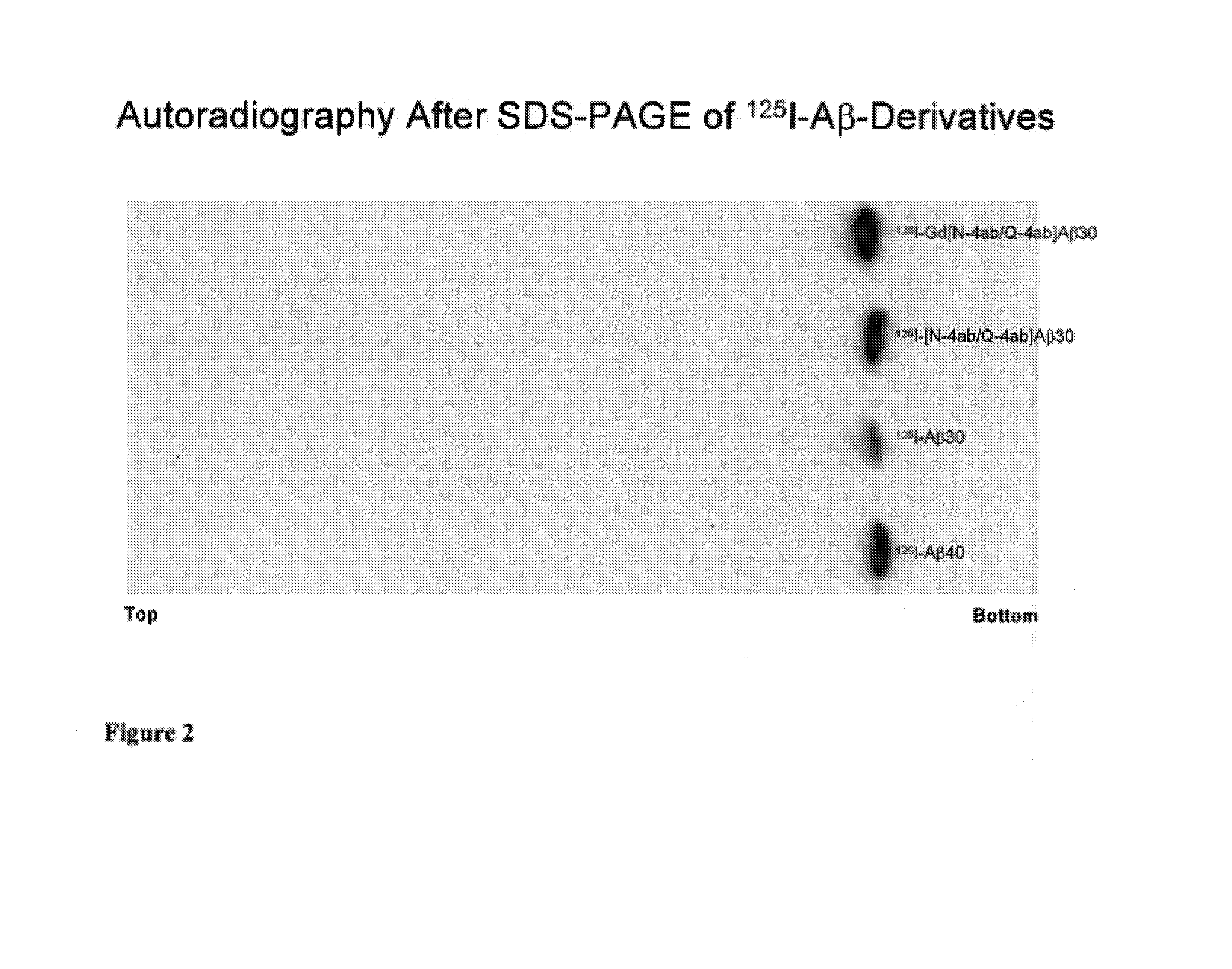 Amino acid composition with increased blood brain barrier permeability