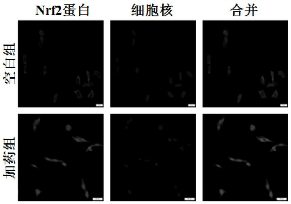 Application of 5-pentyl-3-methoxy-phenol in the preparation of oxidative stress or inflammatory response-induced disease prevention products