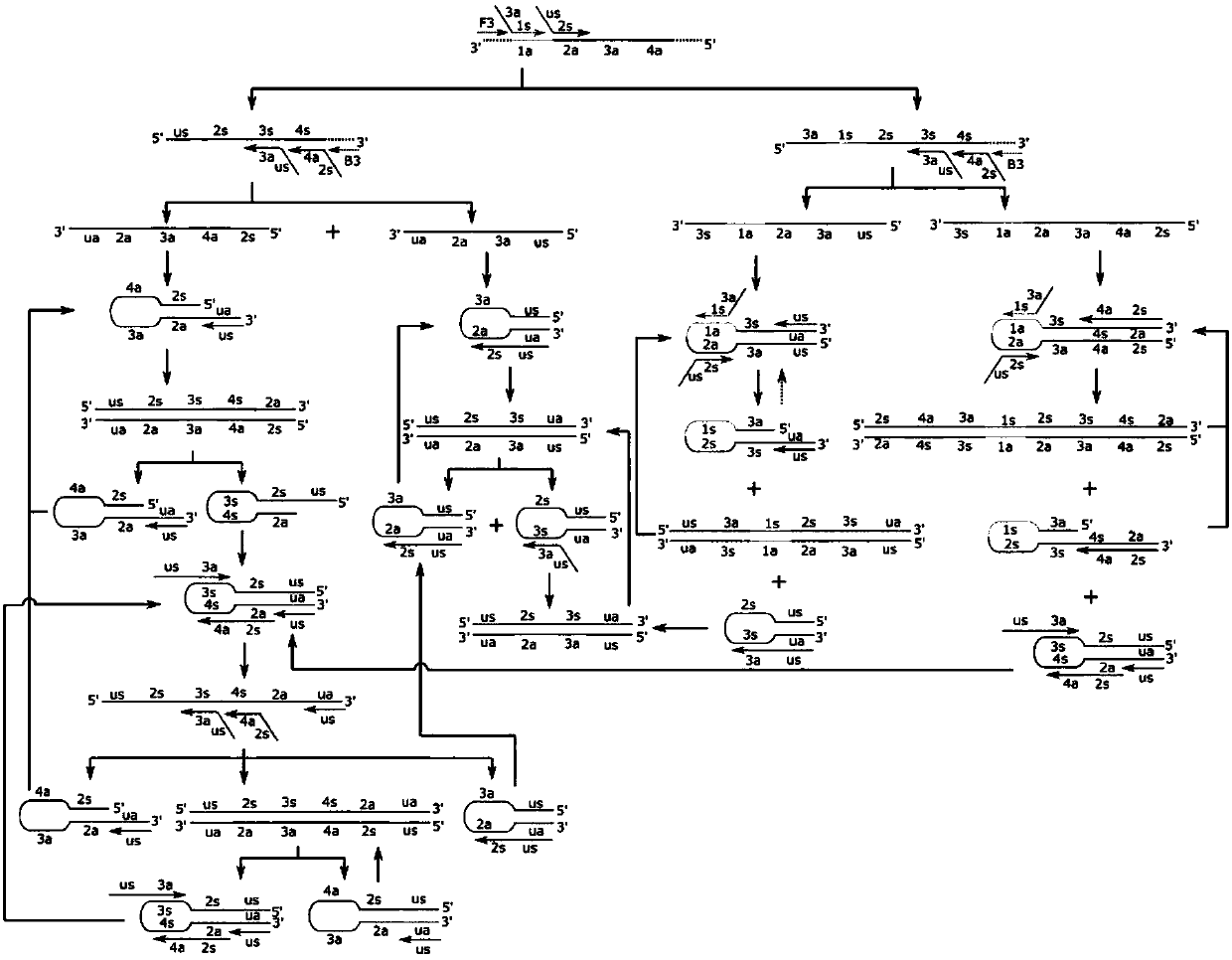 Programmatic isothermal nucleic acid amplification method and applications of kits of isothermal nucleic acid amplification method